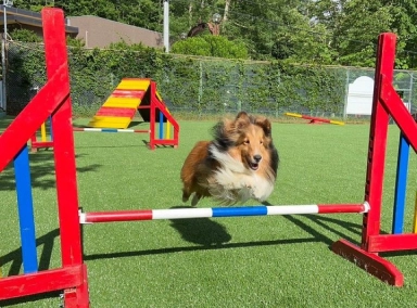アジリティコースで障害物を飛び越える犬の姿。元気いっぱいにジャンプしています。